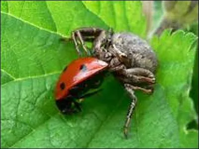Quelle est l'araignée la plus venimeuse du monde ?