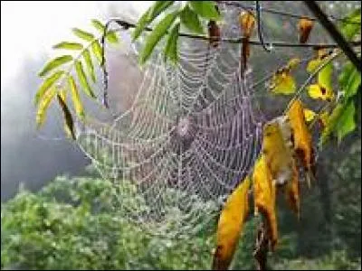 Quelle est l'araignée la plus venimeuse en France ?