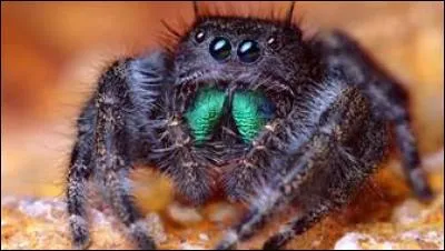 Combien de points cette dernière a-t-elle sur le dos ?