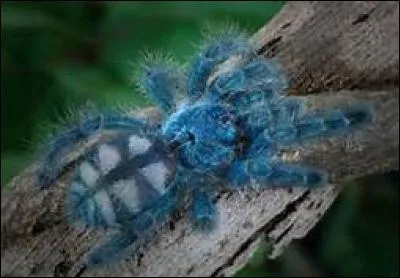 Quel mot associe-t-on à l'araignée du matin ?