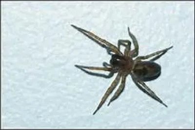 Combien d'espèces sont herbivores, chez les araignées ?