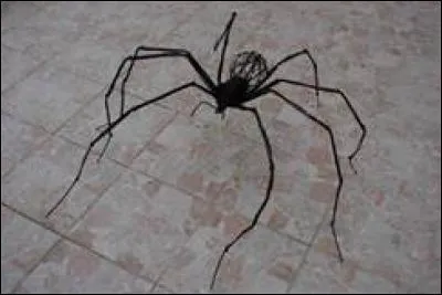 Y a-t-il des araignées dans les milieux froids, salés ou hauts ?