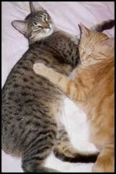 Parmi les chats cités, lesquels sont roux ?