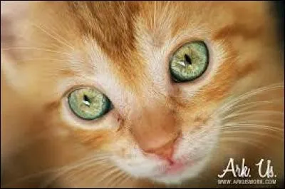 Étoile de Feu est maintenant :