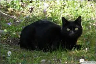 Citez les noms des chefs du Clan du Tonnerre qui ont précédé Étoile Bleue.