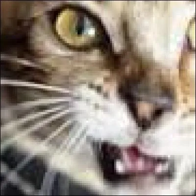 Quels sont les noms des chats de Squeezie?