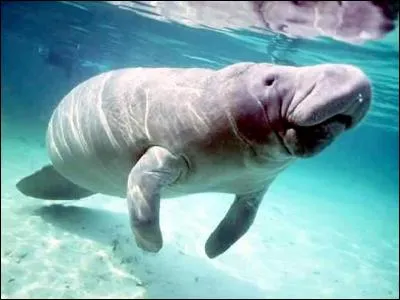 Je suis sûr que vous ne trouverez même pas le nombre de "g" exact dans ce mammifère marin. Combien y en a-t-il ?