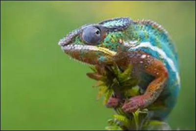 Si elle &eacute;tait un animal, elle serait ...