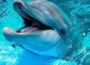 Quiz Enfant - Les animaux. (2)