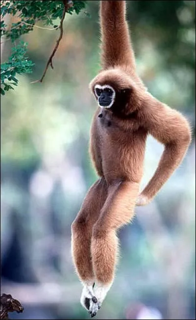 Combien y a-t-il de "B" dans cet animal ?