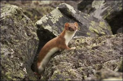 Y a-t-il un "H" dans cet animal ?