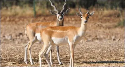 Quelle est la première lettre de cet animal ?