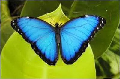 Un papillon a 12 000 ... !