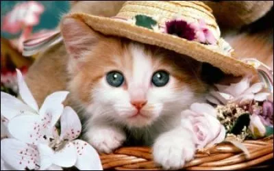 Quel est le nom de l'animal ayant un chapeau sur la t&ecirc;te ?