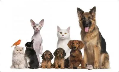 Quelle est la race du plus grand chien de la photo ?