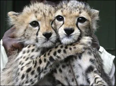 Quels sont les animaux pr&eacute;sents sur l'image ?