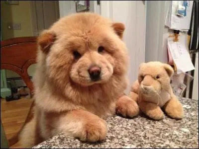 Cochez la bonne r&eacute;ponse.