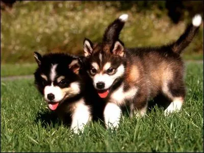 Je suis le descendant du loup ! Je suis le meilleur ami de l'homme.
Qui suis-je ?