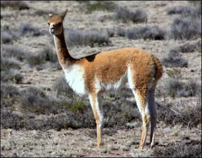Je suis herbivore ! Je vis en Amérique du Sud. Le puma est un de mes prédateurs.
Qui suis-je ?