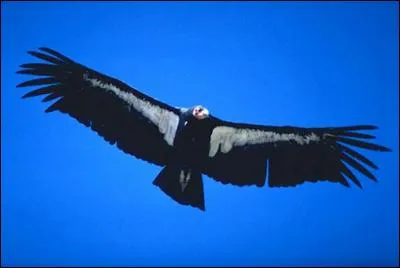 Je suis un charognard. Je suis l'un des plus grands oiseaux au monde.
Qui suis-je ?