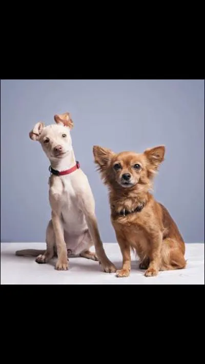 Comment s'appellent ses chiens ?