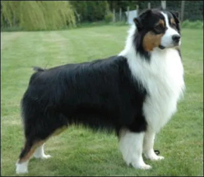 De quelle race est-il ?