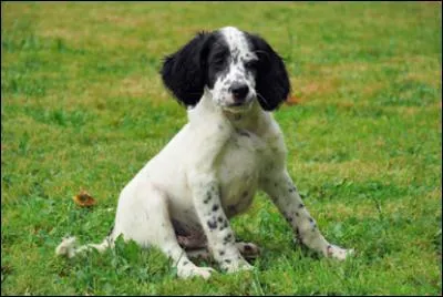 De quel type de setter s'agit-il ?