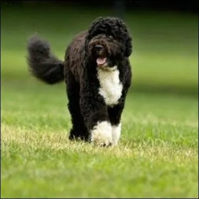 Les chiens de Barack Obama sont des...