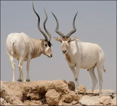 De quoi l'addax ne se nourrit-il pas ?