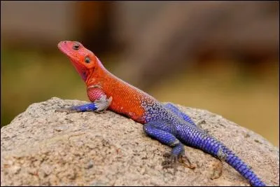 Combien de centimètres la queue de l'agame mesure-t-elle environ ?