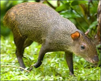 L'animal sur l'image est un agouti.