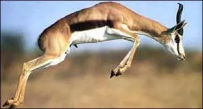 Le Springbok est aussi appelé "gazelle à poche dorsale ", est une gazelle d'Afrique méridionale. Que signifie son nom afrikaans ?
