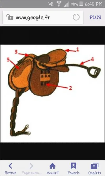 Quel est le nom du numéro 1 de la selle ?