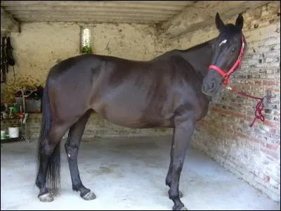 Quel est le nom de cette robe ?