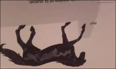 Quelle est la robe de ce poney ?