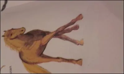 Quelle est la robe de ce poney ?