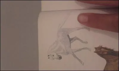 Quelle la robe de ce poney ?