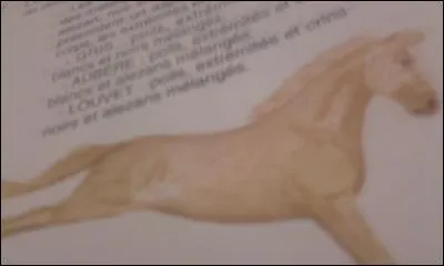 Quelle est la robe de ce poney ?