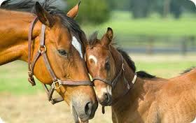 Quiz Galop 3