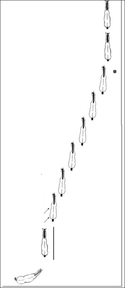 Quelle est cette figure de dressage ?