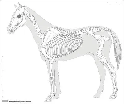 Qu'est-ce-que le rachis ?