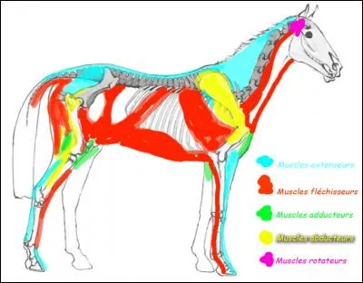 Comment s'appellent les muscles représentés en bleu ?