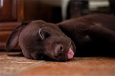 Quand un chien est dehors, dans quoi dort-il ?