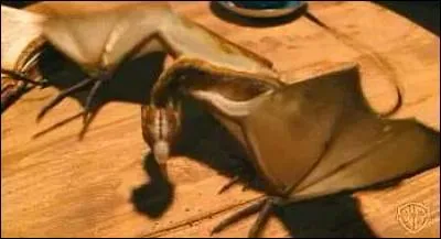 Comment s'appelle le dragon de Hagrid ?