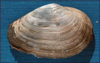 Pour connaître le nom de ce mollusque vivant dans les sables vaseux, ajoute une lettre au mot "me".