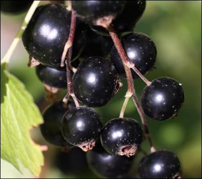 Les baies noires de ce fruit poussent en grappes. Quelle lettre termine son nom ?