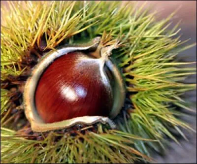 Ne pas confondre ce fruit avec le marron d'Inde qui est toxique ! Dans son nom, est écrit celui d'un animal. À quelle famille appartient-il ? (Ne pas tenir compte de l'accent.)