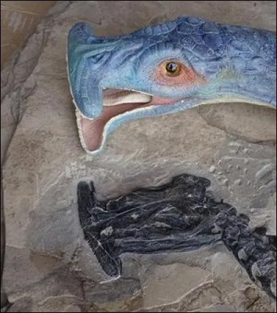 C'est le premier animal préhistorique marin herbivore (et le seul) découvert à ce jour. Qui est-il ?