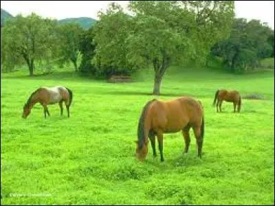 Comment aborde-t-on un cheval en pâture ?