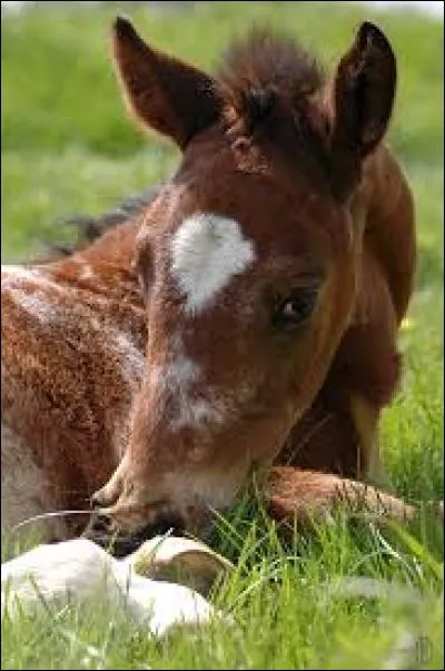 Quelles disciplines peut-on pratiquer à cheval ?